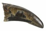 Serrated, Tyrannosaur Tooth - Judith River Formation, Montana #93124-1